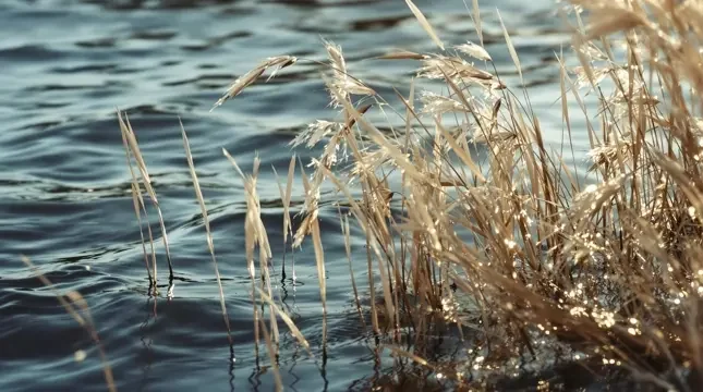晚风拂岸封面 - 河岸风声影像
